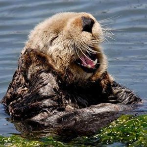 Meet your Posher, Ann